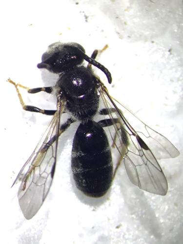 Lasioglossum bimaculatum